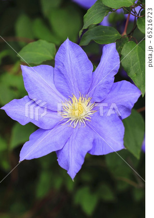 クレマチス 鉄仙 の花 の写真素材