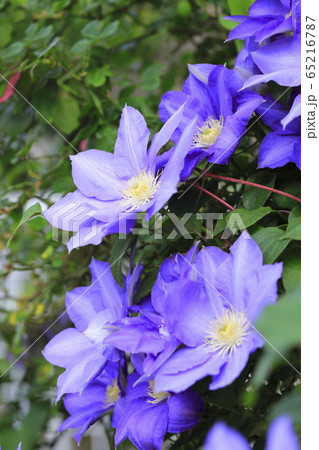 クレマチス（鉄仙）の花　  65216787