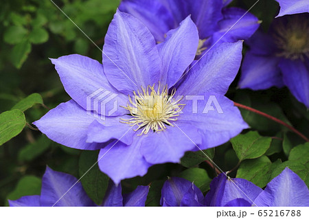 クレマチス 鉄仙 の花 の写真素材