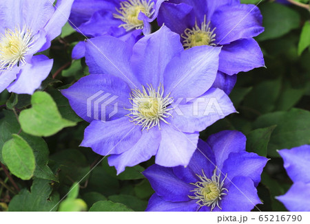 クレマチス（鉄仙）の花　  65216790