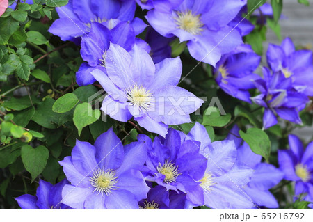 クレマチス（鉄仙）の花　  65216792