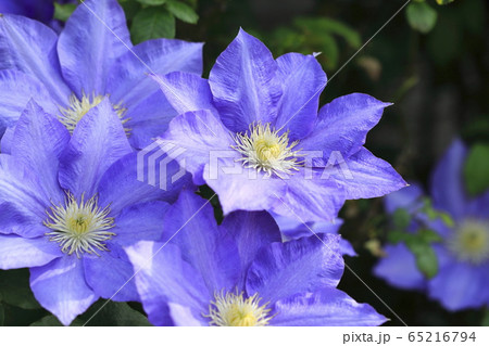 クレマチス 鉄仙 の花 の写真素材