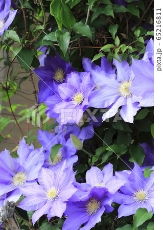 クレマチス（鉄仙）の花　   65216811