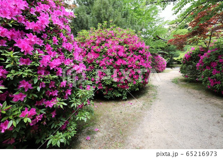 花の寺　長岳寺 65216973