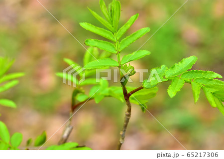 新緑の森 新緑の森 65217306