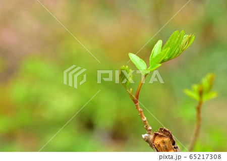 新緑の森 65217308