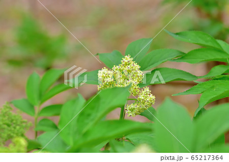 新緑の森 新緑の森 65217364