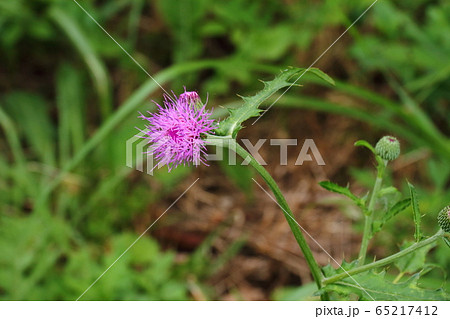 野薊07 65217412