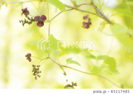 茂みの中のミツバアケビの花 65217485