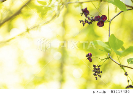 茂みの中のミツバアケビの花 65217486