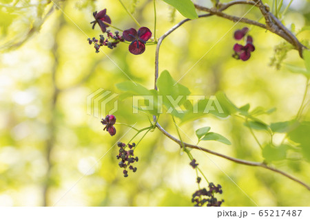 茂みの中のミツバアケビの花 65217487