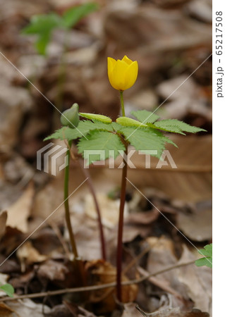 ピナムル 野生の花 野花 65217508