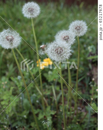 タンポポ 春 野生の花 65217678