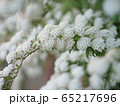 コデマリ② 65217696