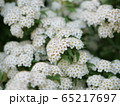 コデマリ③ 65217697
