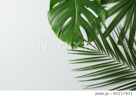 Different palm leaves on grey background, copy Different palm leaves on grey background, copy 65217931