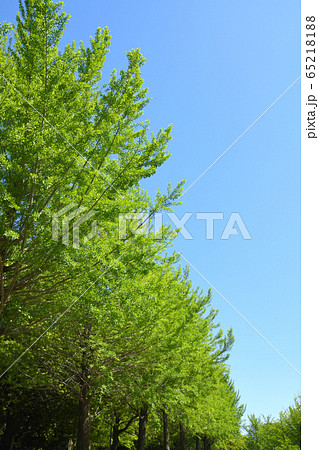 新緑の銀杏並木 新緑の銀杏並木 65218188