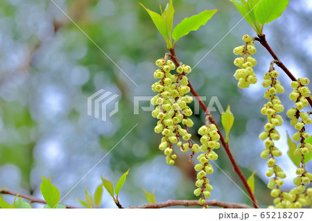 新緑の森 65218207