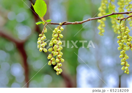 新緑の森 新緑の森 65218209