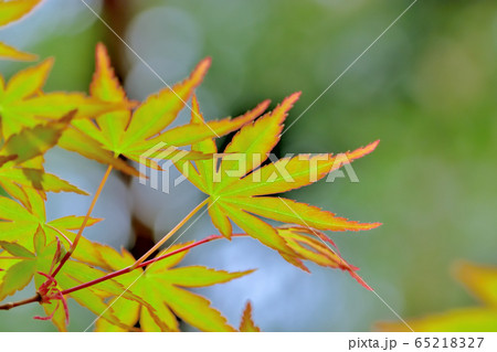 新緑の森 65218327