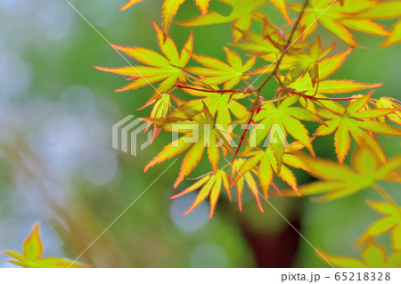 新緑の森 新緑の森 65218328