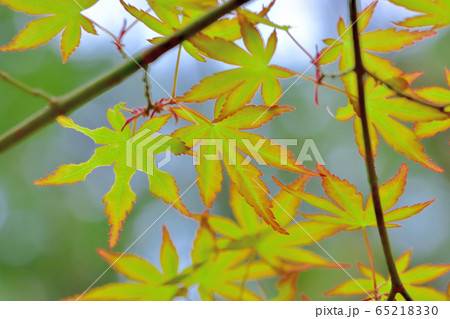 新緑の森 65218330