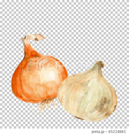 水彩 玉ねぎ2種 新玉ねぎ 野菜 素材のイラスト素材 [65218661 水彩 玉ねぎ2種 新玉ねぎ 野菜 素材のイラスト素材 [65218661