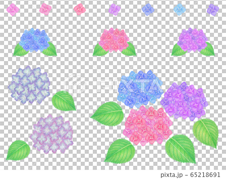hydrangea   65218691