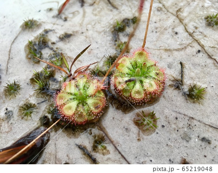 Drosera Burmannii (Sundew) carnivorous plant, flora can eat insect 65219048