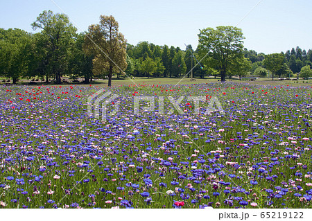 壬生町　とちぎわんぱく公園のセント―レア 65219122