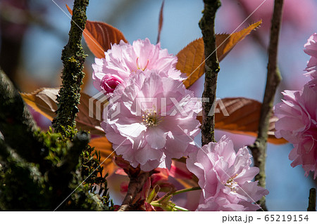 濃いピンクの関山桜のクロ－ズアップ   バンク－バ－　ブリティッシュコロンビア　カナダ 65219154