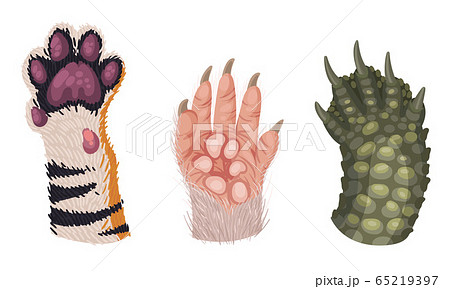 Animal Paws with Claws and Hair Isolated on White Background Vector Set Animal Paws with Claws and Hair Isolated on White Background Vector Set 65219397