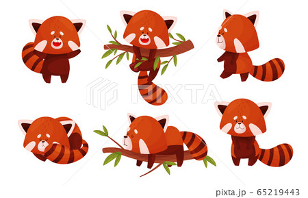 Cute Red Panda Character Doing Different Activities Vector Set Cute Red Panda Character Doing Different Activities Vector Set 65219443