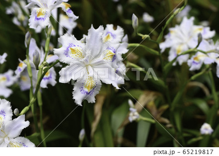 シャガの花「接写 1/2」 65219817