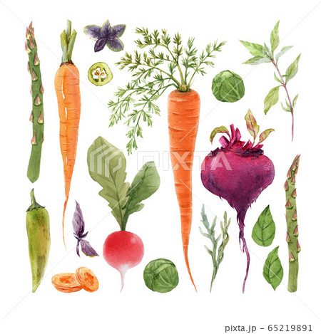 Beautiful set with watercolor hand drawn different vegetable paintings. Stock illustration. Beautiful set with watercolor hand drawn different vegetable paintings. Stock illustration. 65219891