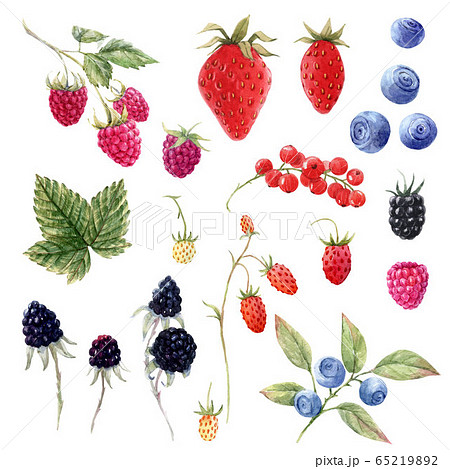 Beautiful set with watercolor hand drawn berry paintings. Stock illustration. Beautiful set with watercolor hand drawn berry paintings. Stock illustration. 65219892