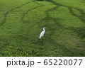 緑 鳥 65220077