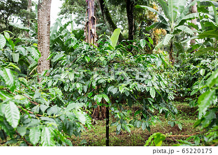 コーヒーの木 65220175