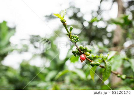コーヒーの実 コーヒーの実 65220176