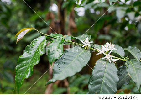 コーヒーの花 コーヒーの花 65220177