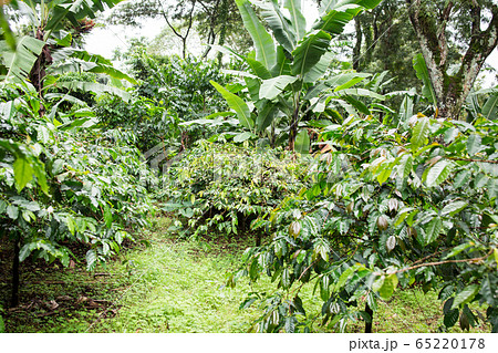 コーヒー農園 65220178