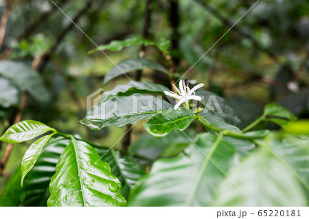 コーヒーの花 65220181
