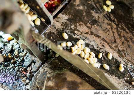 コーヒーの製造過程 65220186