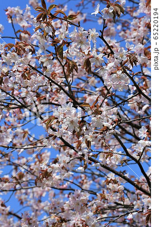 エゾヤマザクラ 65220194