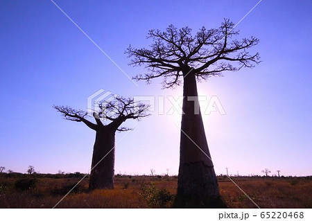 マダガスカルのバオバブ Baobabs in Morondava , Madagascar 65220468