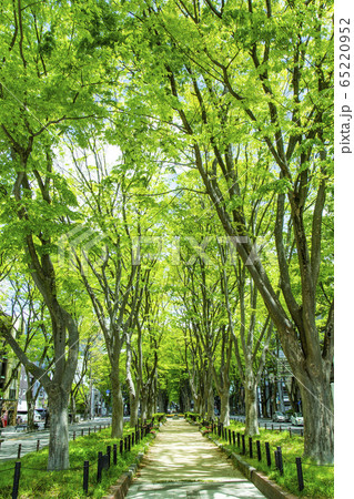 定禅寺通り ケヤキ並木 仙台市 定禅寺通り ケヤキ並木 仙台市 65220952