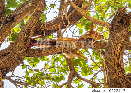 Hunted puku on top of the tree, bottom view 65221174