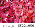 植物 工場 プランツ 65221959