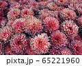 自然 天然 ナチュラル 65221960