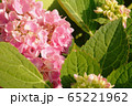 花 フラワー お花 65221962
